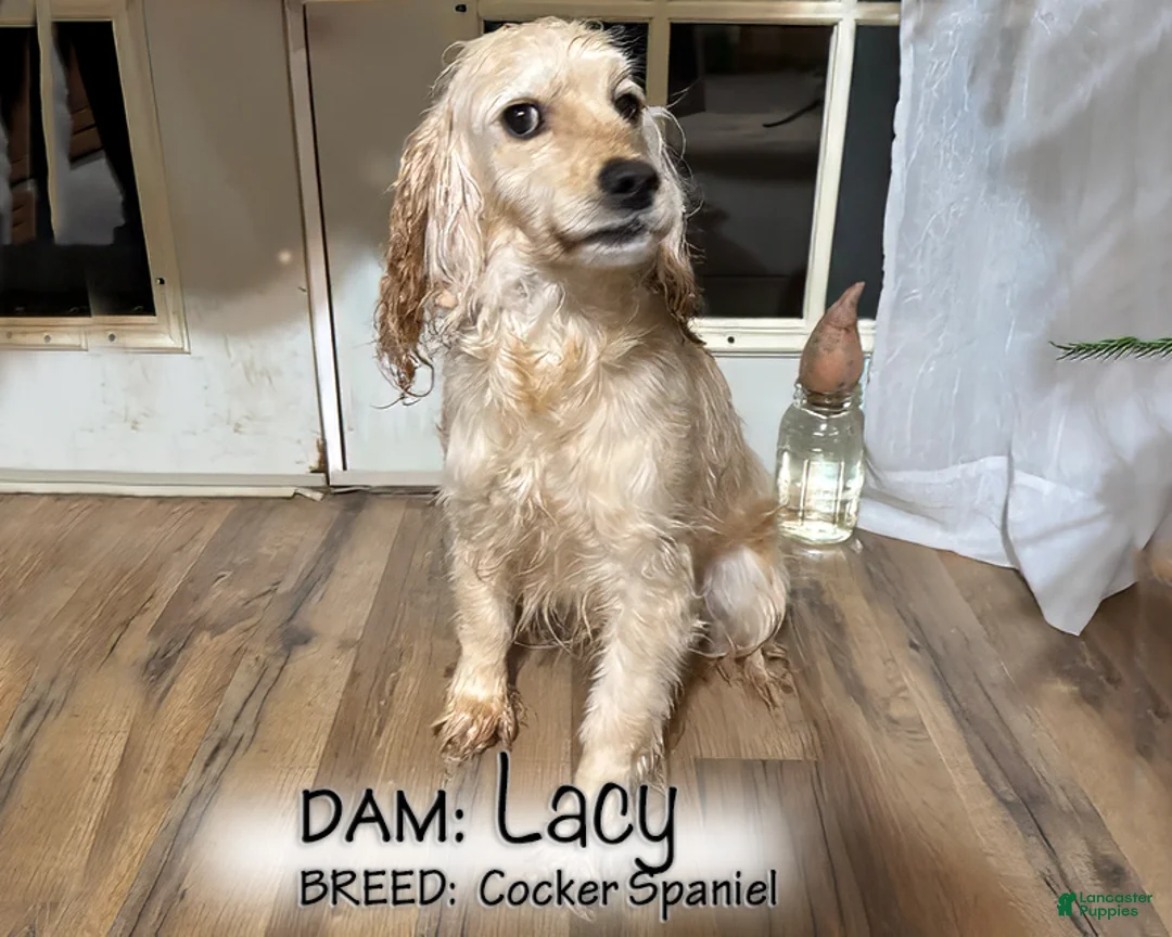 Cocker Spaniel dogs for sale: Dusty - Ad 5