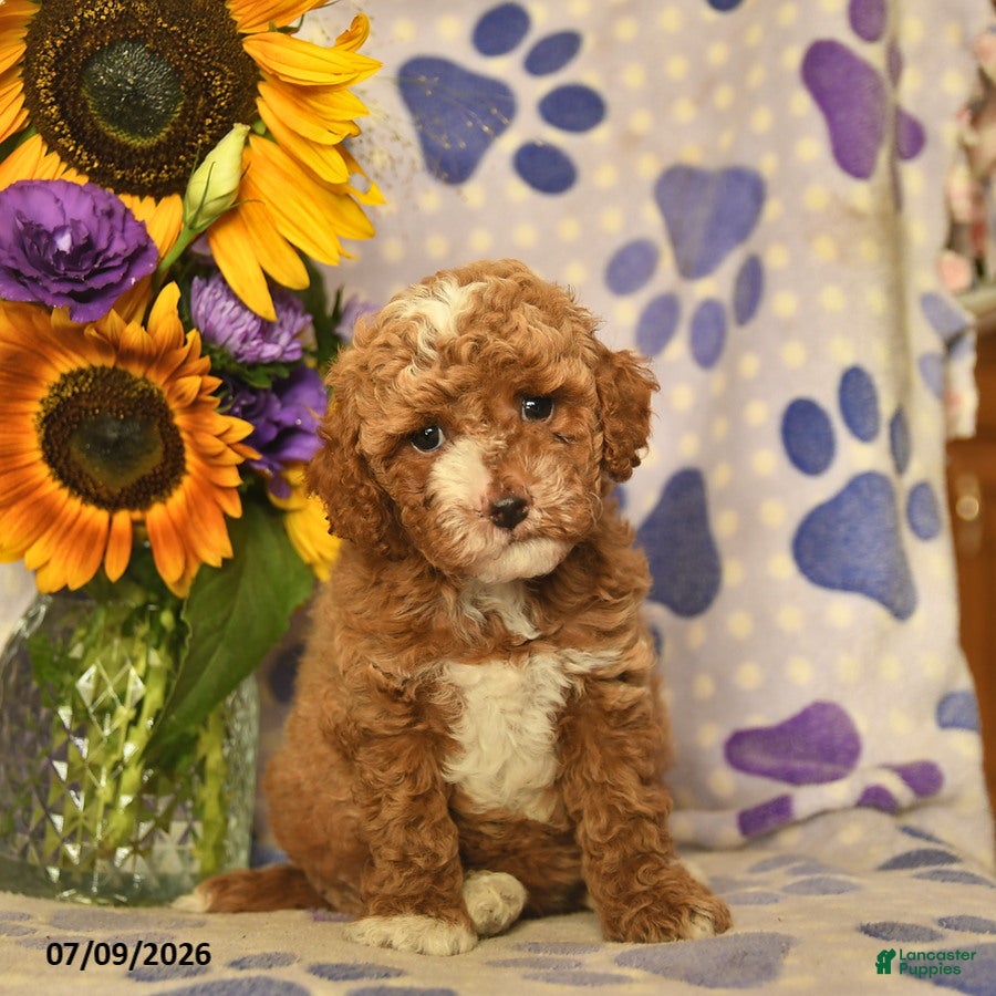 Cockapoo dogs Addilyn  - Ad 2