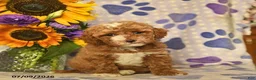 Cockapoo dogs for sale: Addilyn  - Ad 2