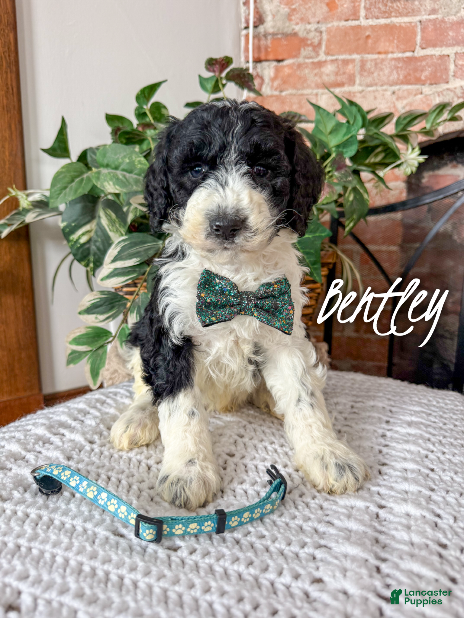 Mixed Breed dogs Bentley - Ad 3