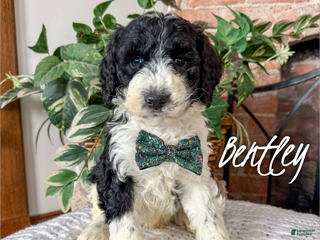 Mixed Breed dogs Bentley - Ad 3