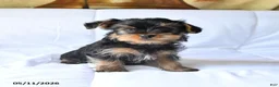 Yorkshire Terrier dogs for sale: Rosie - Ad 3