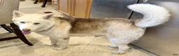 Siberian Husky dogs for sale: Siberian Husky 1 - Ad 3