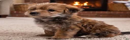 Morkie dogs for sale: Jasper - Ad 5
