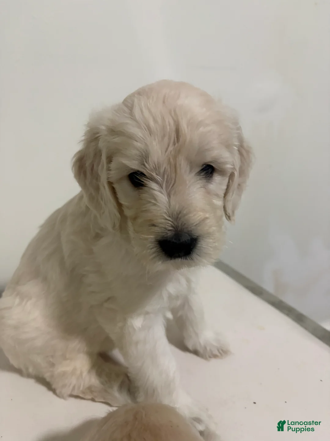 Goldendoodle dogs for sale: Olaf - Ad 4