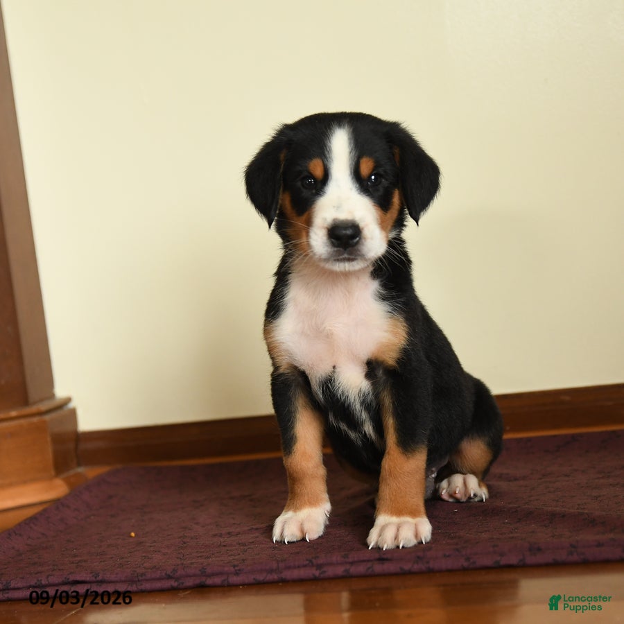 Greater Swiss Mountain Dog dogs Dwayne - Ad 1