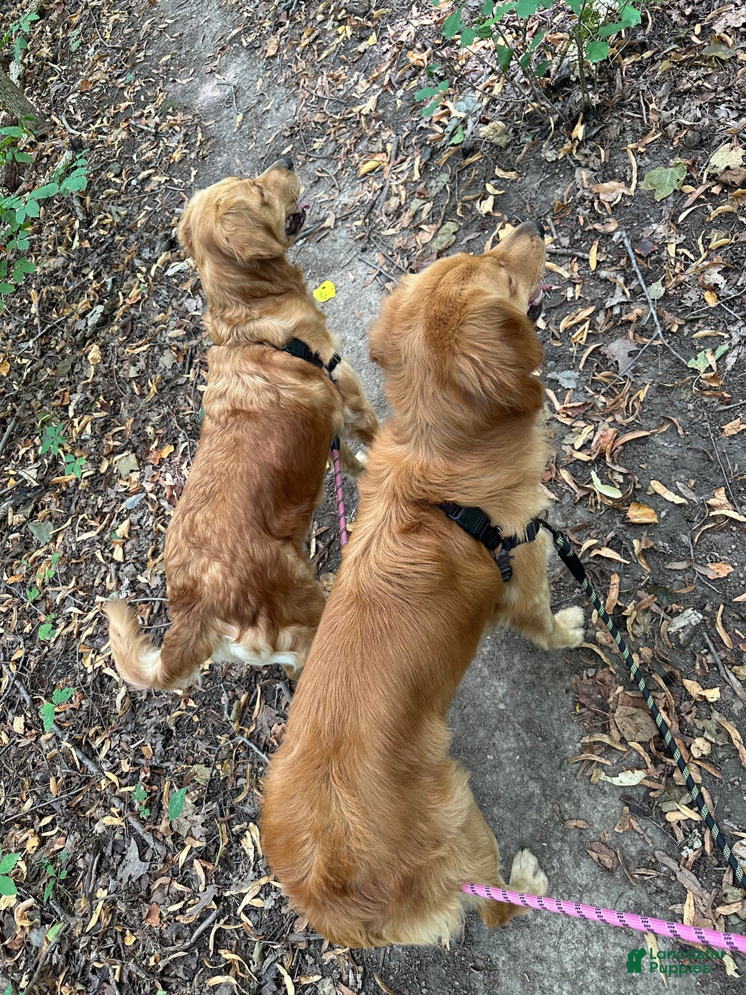 Golden Retriever dogs for sale: Golden Retriever Dark Pink Girl - Ad 23