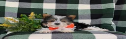 Yorkshire Terrier dogs for sale: Jax 4.5 lbs Full Grown - Ad 5