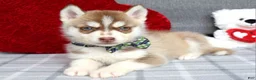 Siberian Husky dogs for sale: Clifford - Ad 8