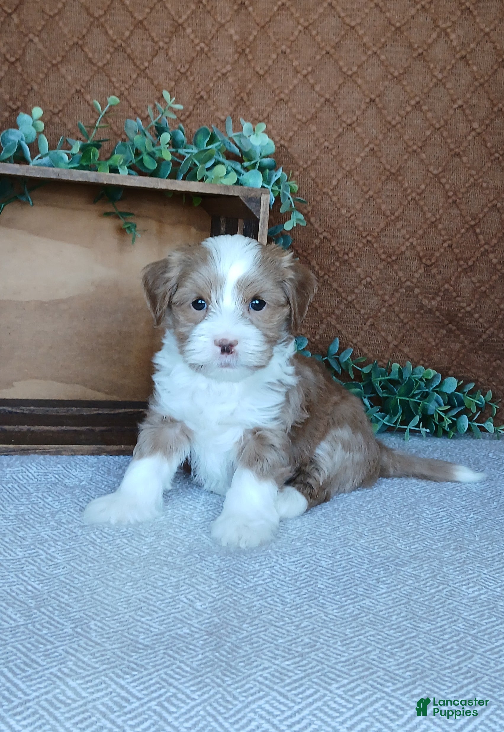 Havanese dogs Kenny  - Ad 12