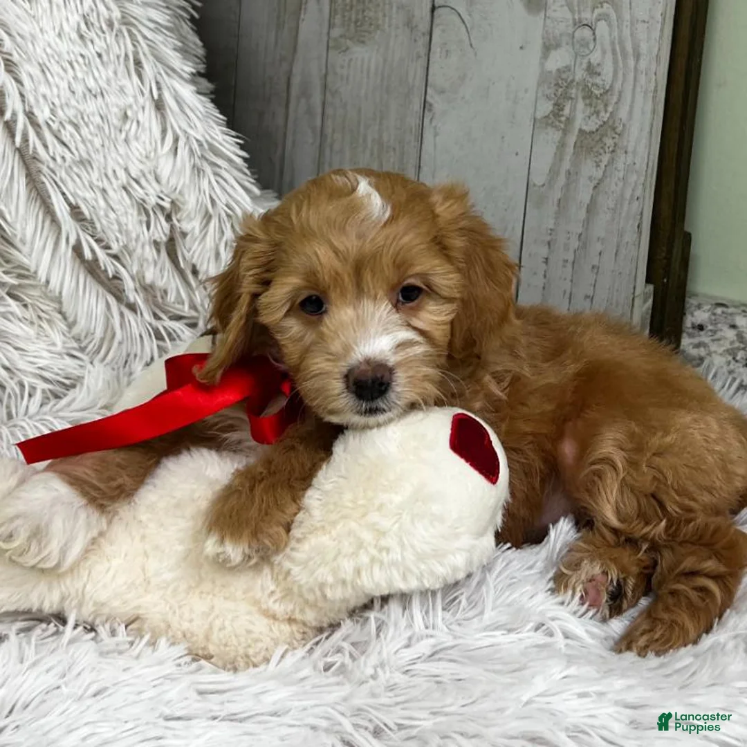 Mini Goldendoodle dogs for sale: Juliett (Miniature Girl) - Ad 3