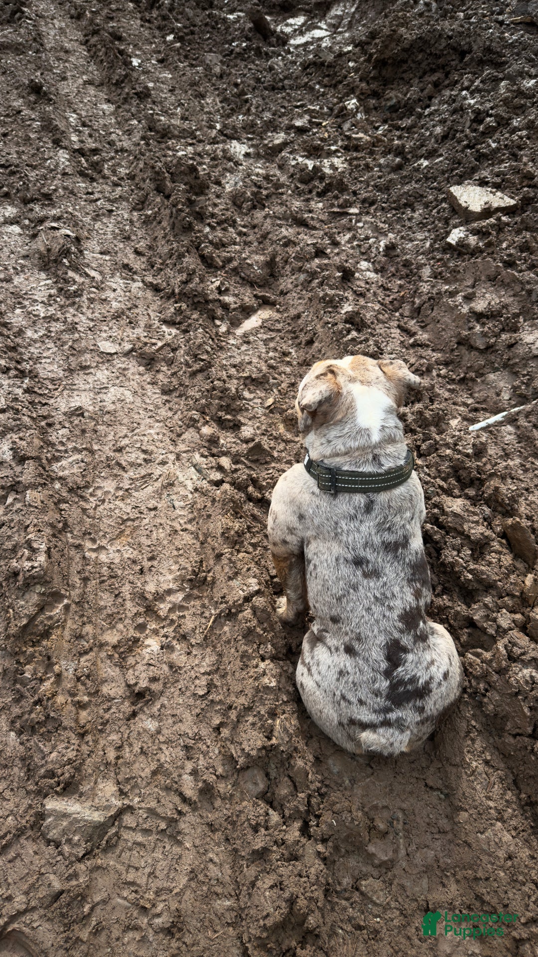 English Bulldog dogs for stud: ENTITLED BULLIES - Ad 4