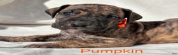 Great Dane dogs for sale: Pumpkin - Ad 6
