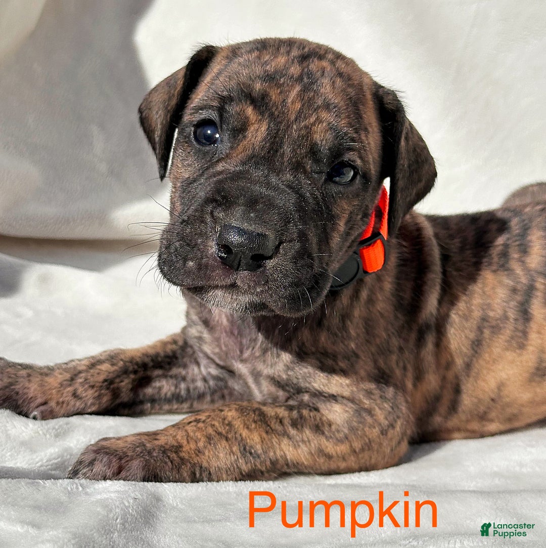 Great Dane dogs for sale: Pumpkin - Ad 6