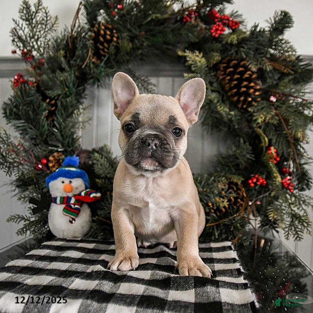 French Bulldog dogs for sale: Dolly - Ad 3
