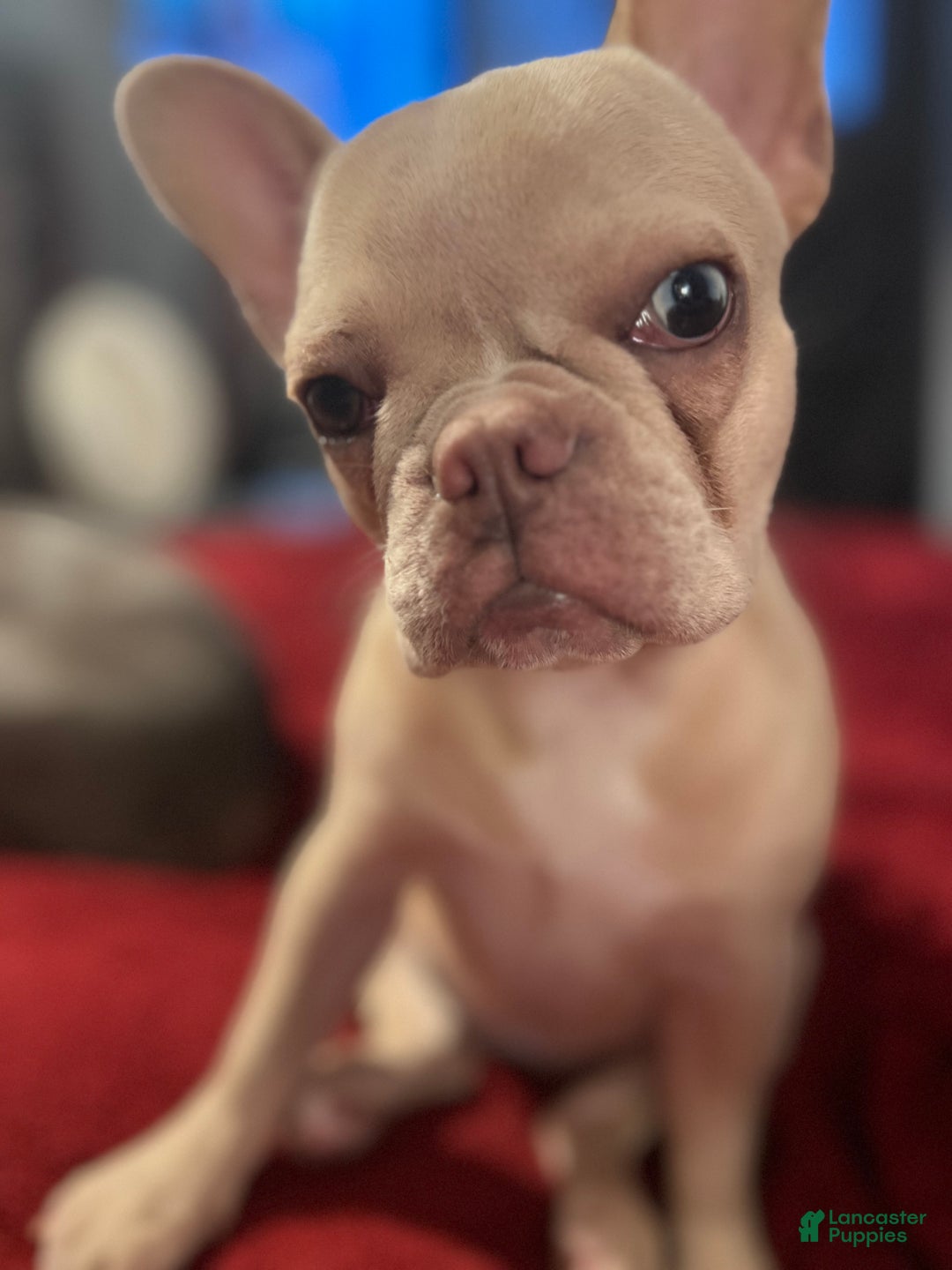 French Bulldog dogs for sale: Koia - Ad 8