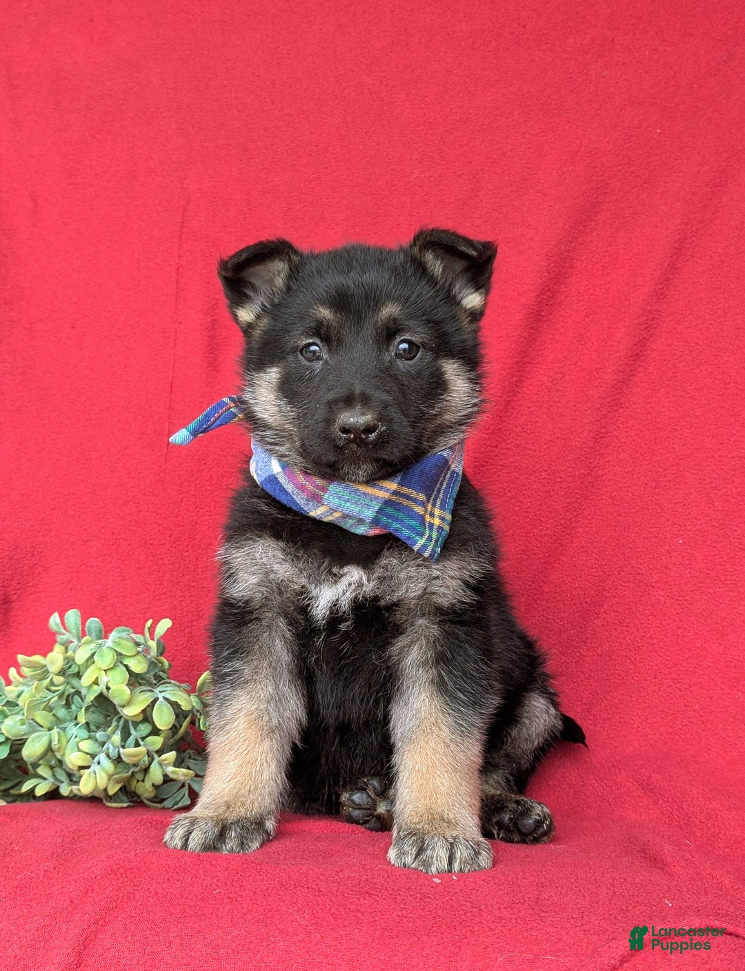 Mixed Breed dogs for sale: Coby - Ad 2