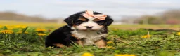Mini Bernedoodle dogs for sale: Amiee - Ad 5