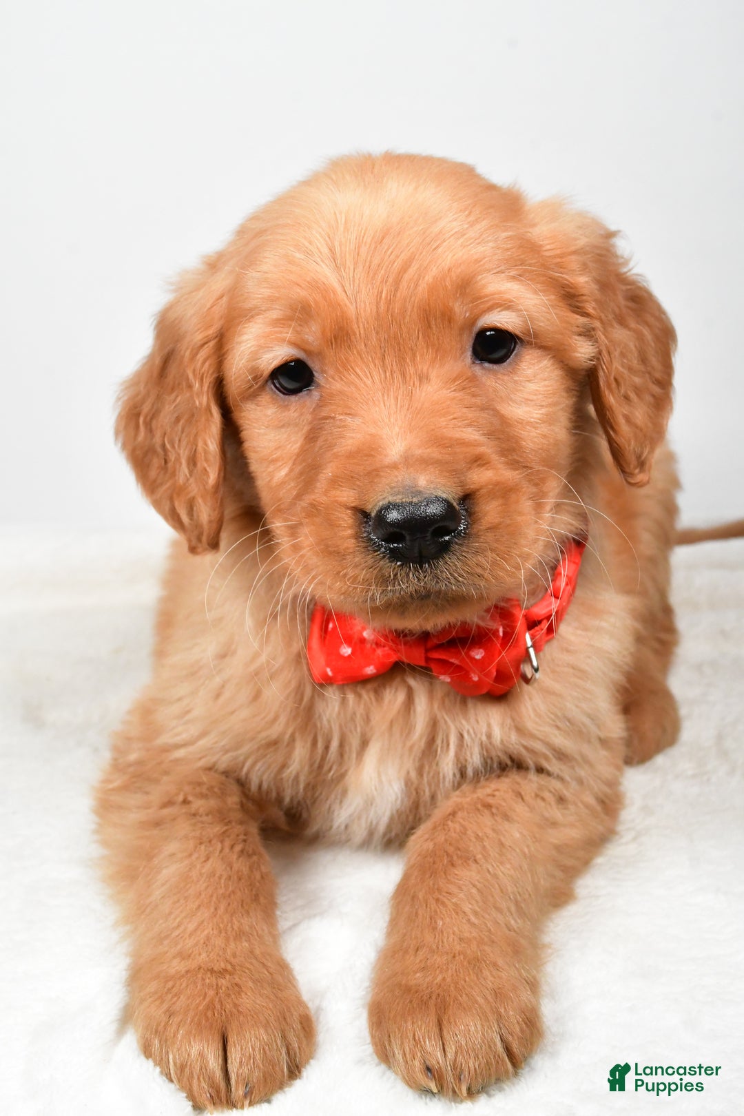 Golden Retriever dogs for sale: Keith - Ad 4