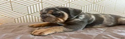 English Bulldog dogs for sale: Mable - Ad 4