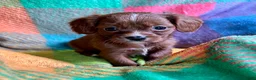 Cavapoo dogs for sale: Teddy - Ad 12