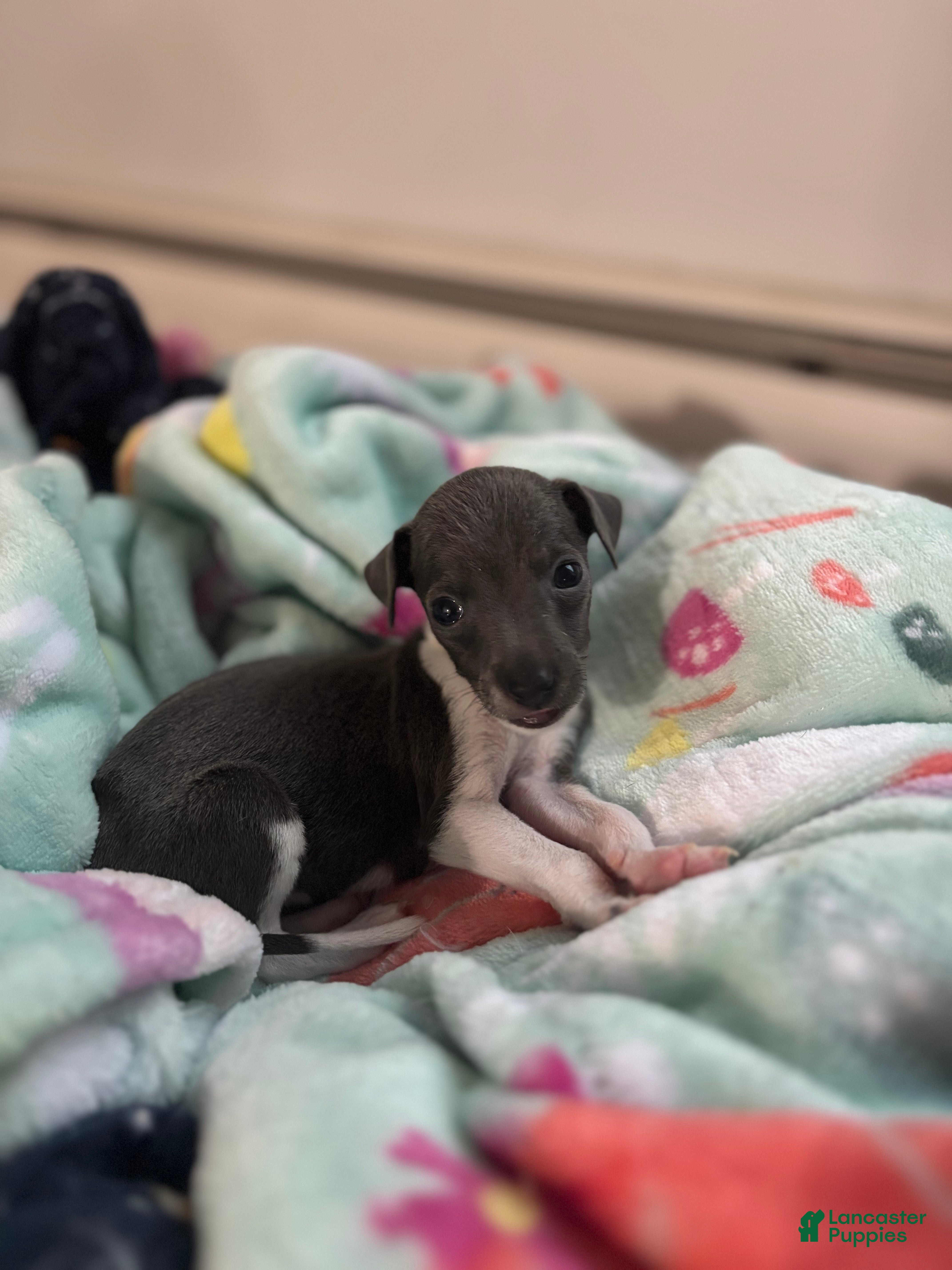 Italian Greyhound dogs Italian Greyhound 2 - Ad 17