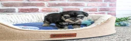 Miniature Schnauzer dogs for sale: Julius - Ad 10