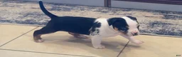 American Bully dogs for sale: American Bully 4 - Ad 16