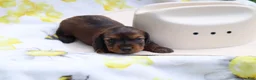 Miniature Dachshund dogs for sale: Macy - Ad 4