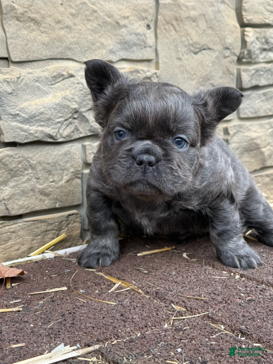 French Bulldog dogs for sale: French Bulldog Puppy 1 - Ad 1