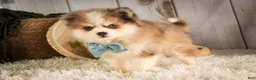 Pomsky dogs for sale: Sebastian - Ad 3
