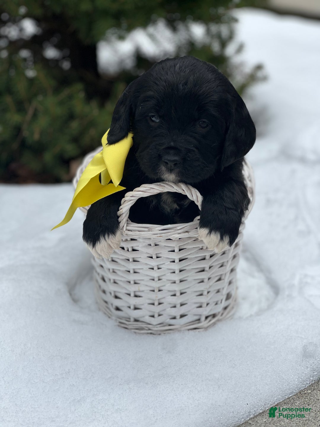 Mixed Breed dogs for sale: Vixen (Golden Mountain Doodle) - Ad 2