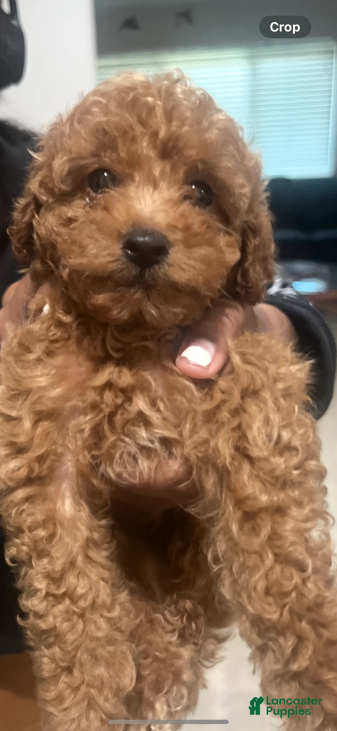 Miniature Poodle dogs for sale: Toy Poodle Puppy 1 - Ad 2