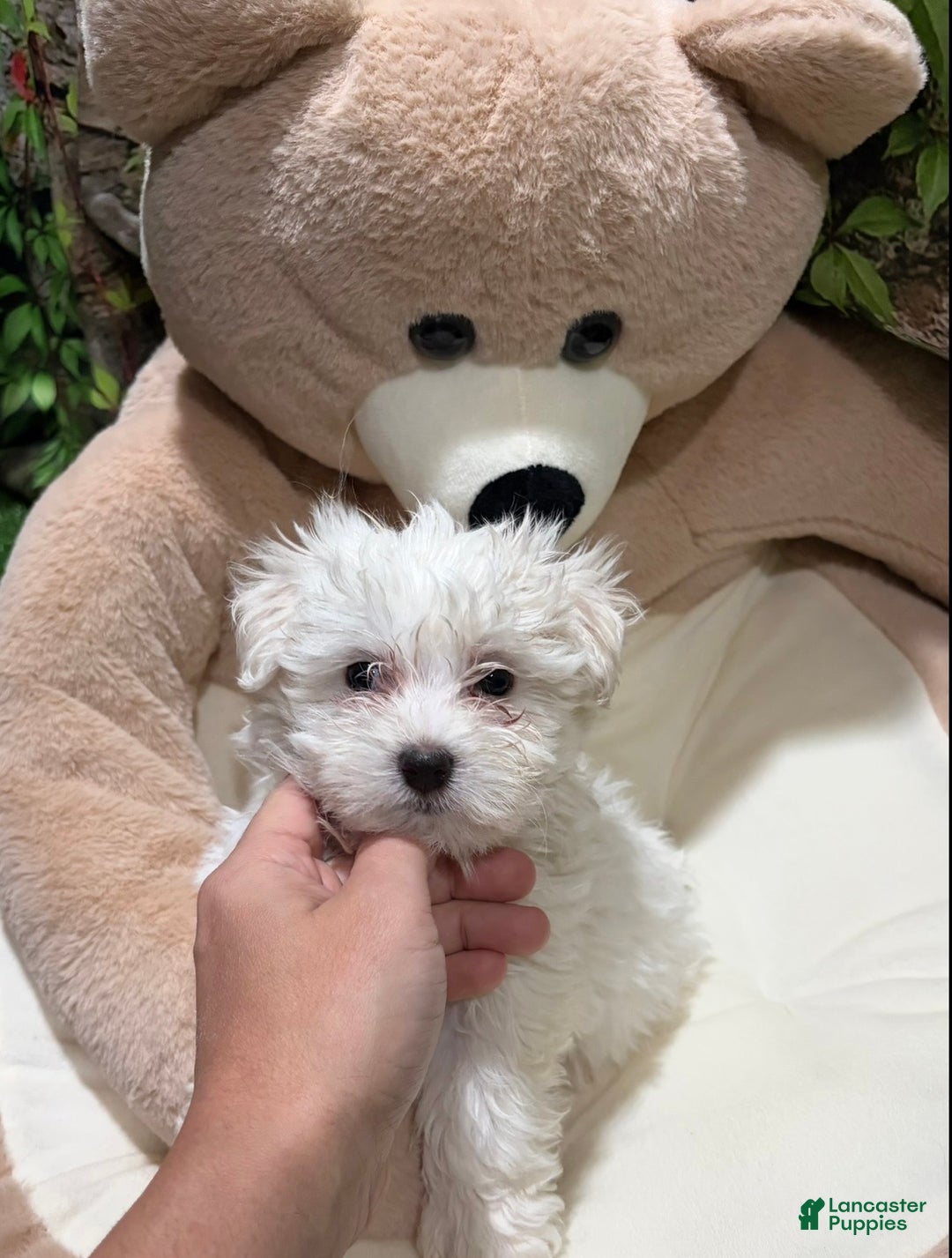 Maltese dogs for sale: XC - Ad 1