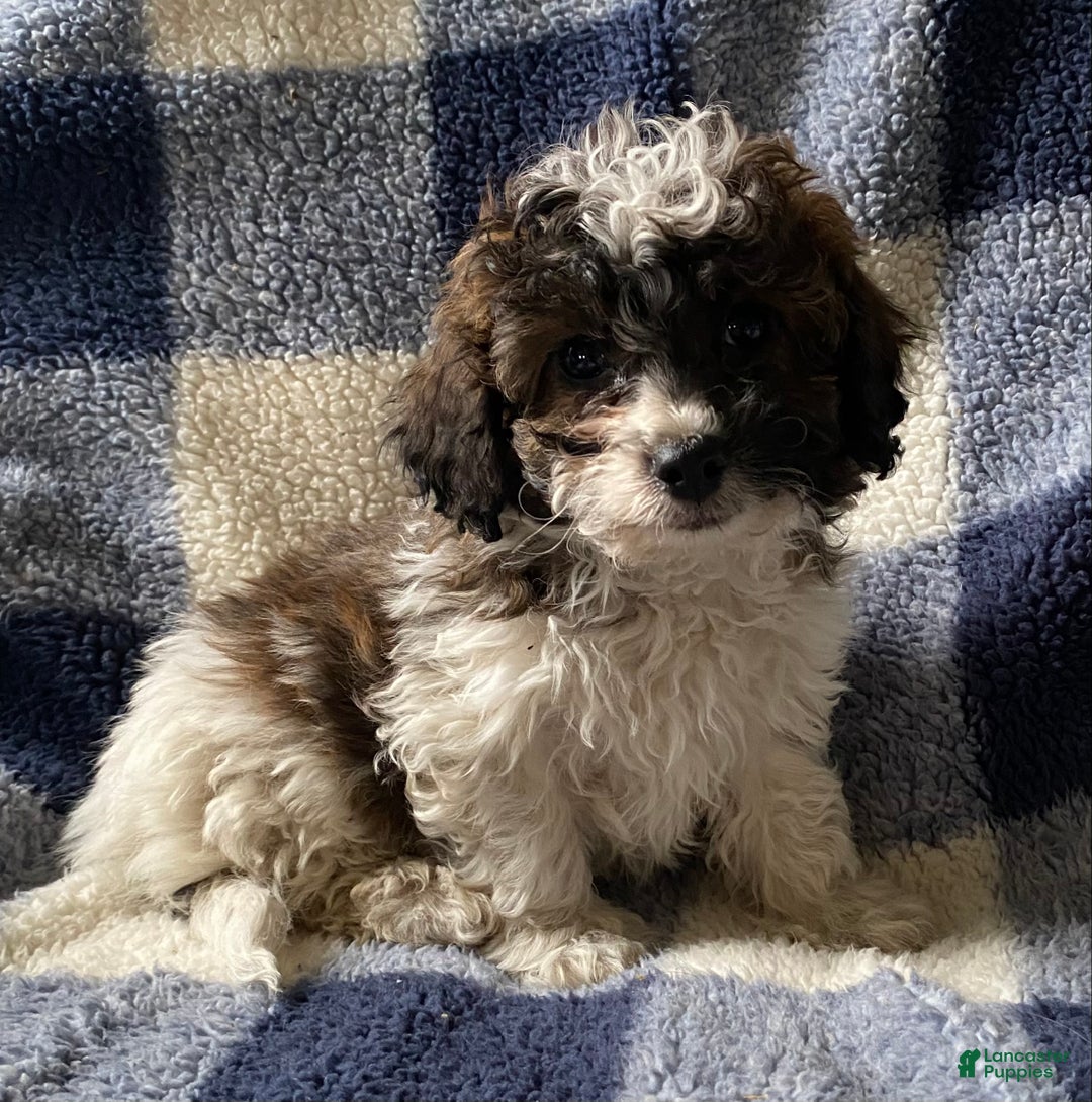 Cavapoo dogs for sale: Hank - Ad 5
