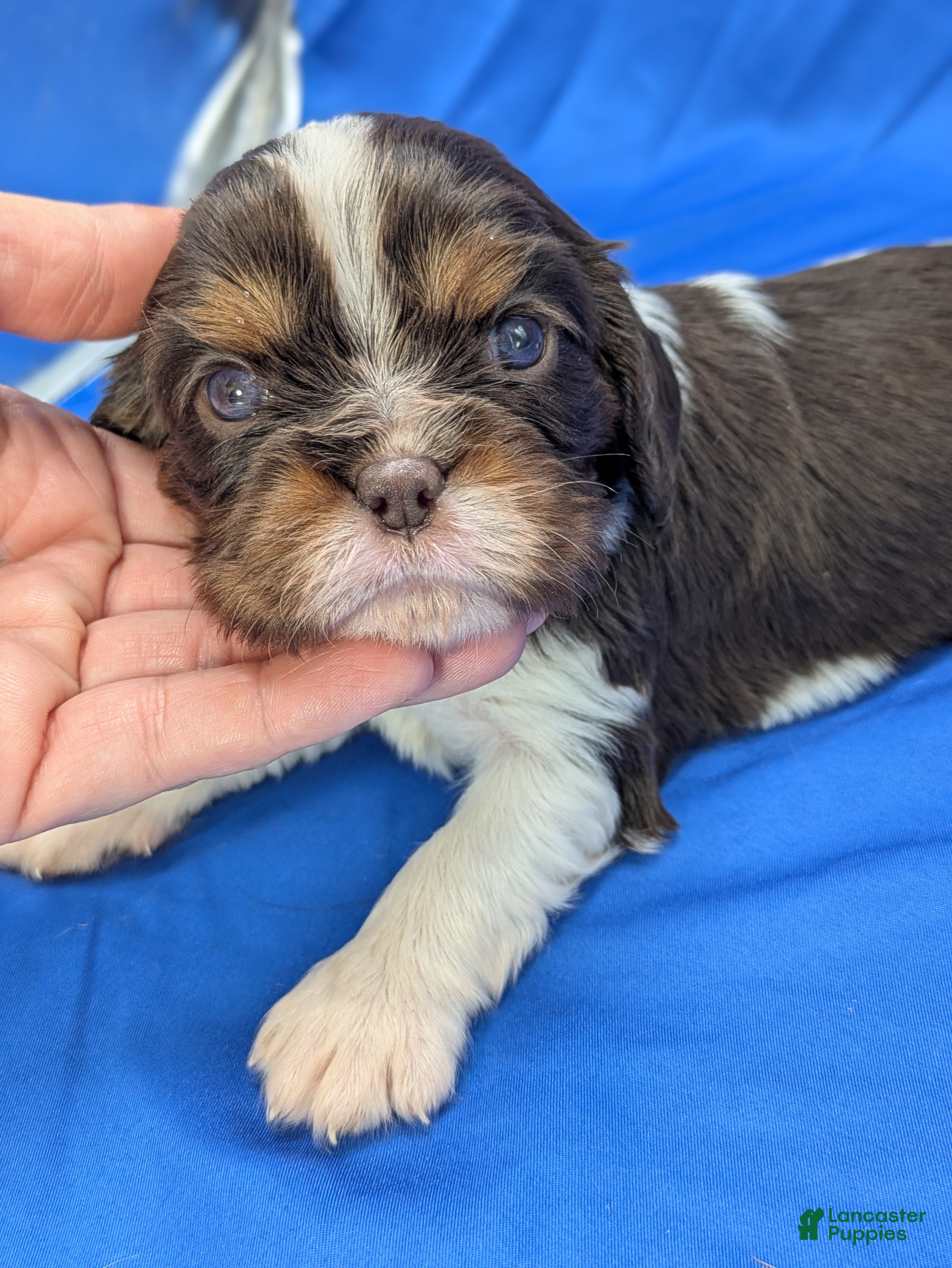 Cavalier King Charles Spaniel dogs Chocolate tri girl ❤️ - Ad 3