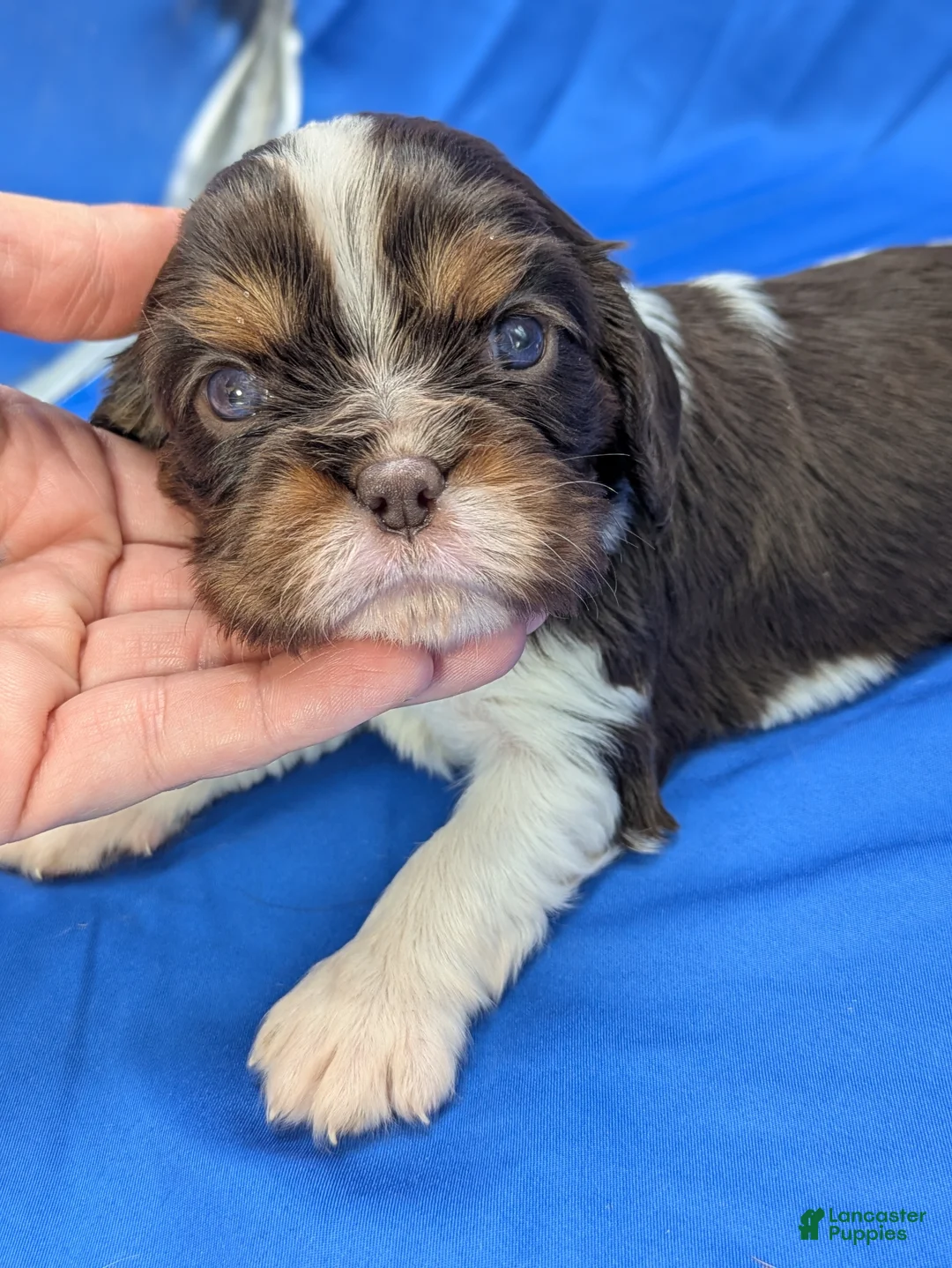 Cavalier King Charles Spaniel dogs for sale: Chocolate tri girl ❤️ - Ad 1