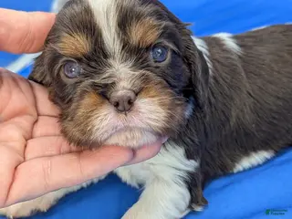 Cavalier King Charles Spaniel dogs Chocolate tri girl ❤️ - Ad 27
