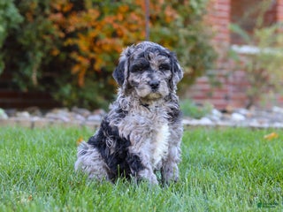 Newfypoo dogs - Ad 3