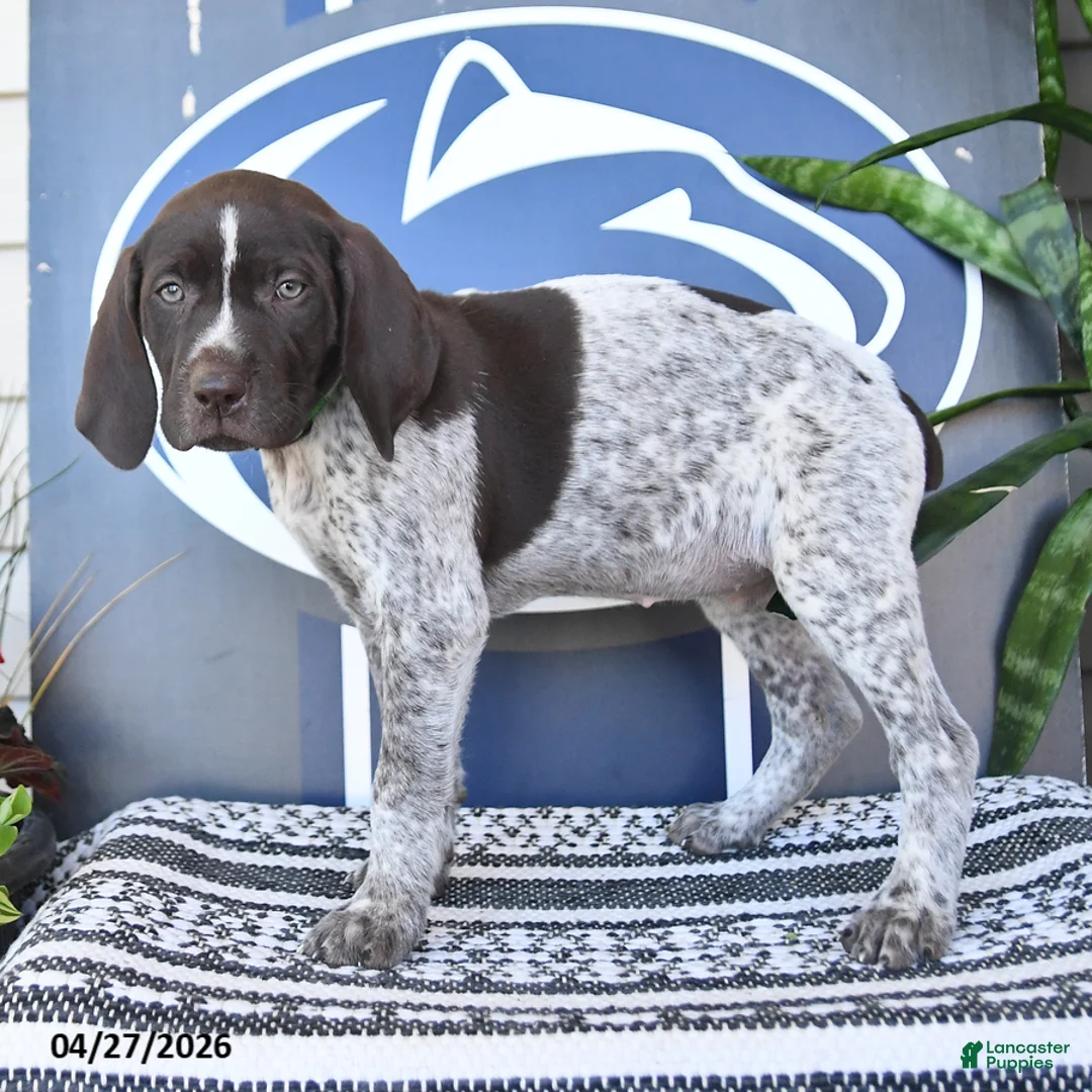German Shorthaired Pointer dogs for sale: Cora  - Ad 2