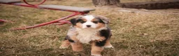 Bernedoodle dogs for sale: Penelope - Ad 3