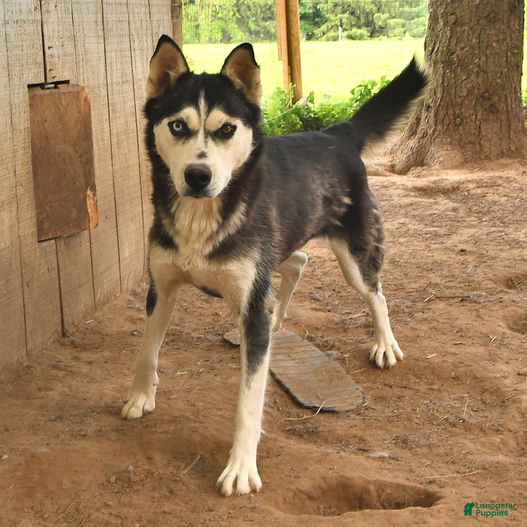 Siberian Husky dogs for sale: Blaze - Ad 4