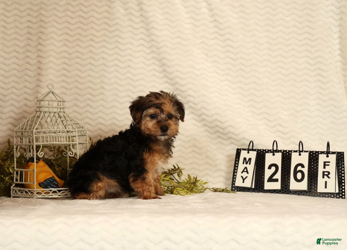 Yorkiepoo dogs Dolly - Ad 2
