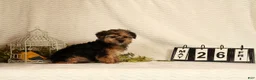 Yorkiepoo dogs for sale: Dolly - Ad 5