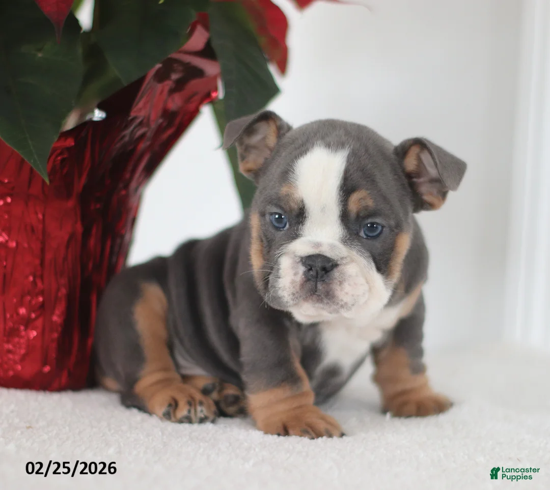 English Bulldog dogs for sale: Reno - Ad 2