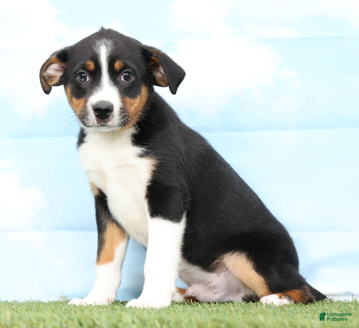 Mixed Breed dogs Benji - Ad 1