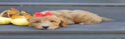 Mini Goldendoodle dogs for sale: Izzy - Ad 6
