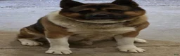Akita dogs for sale: Bella  - Ad 6