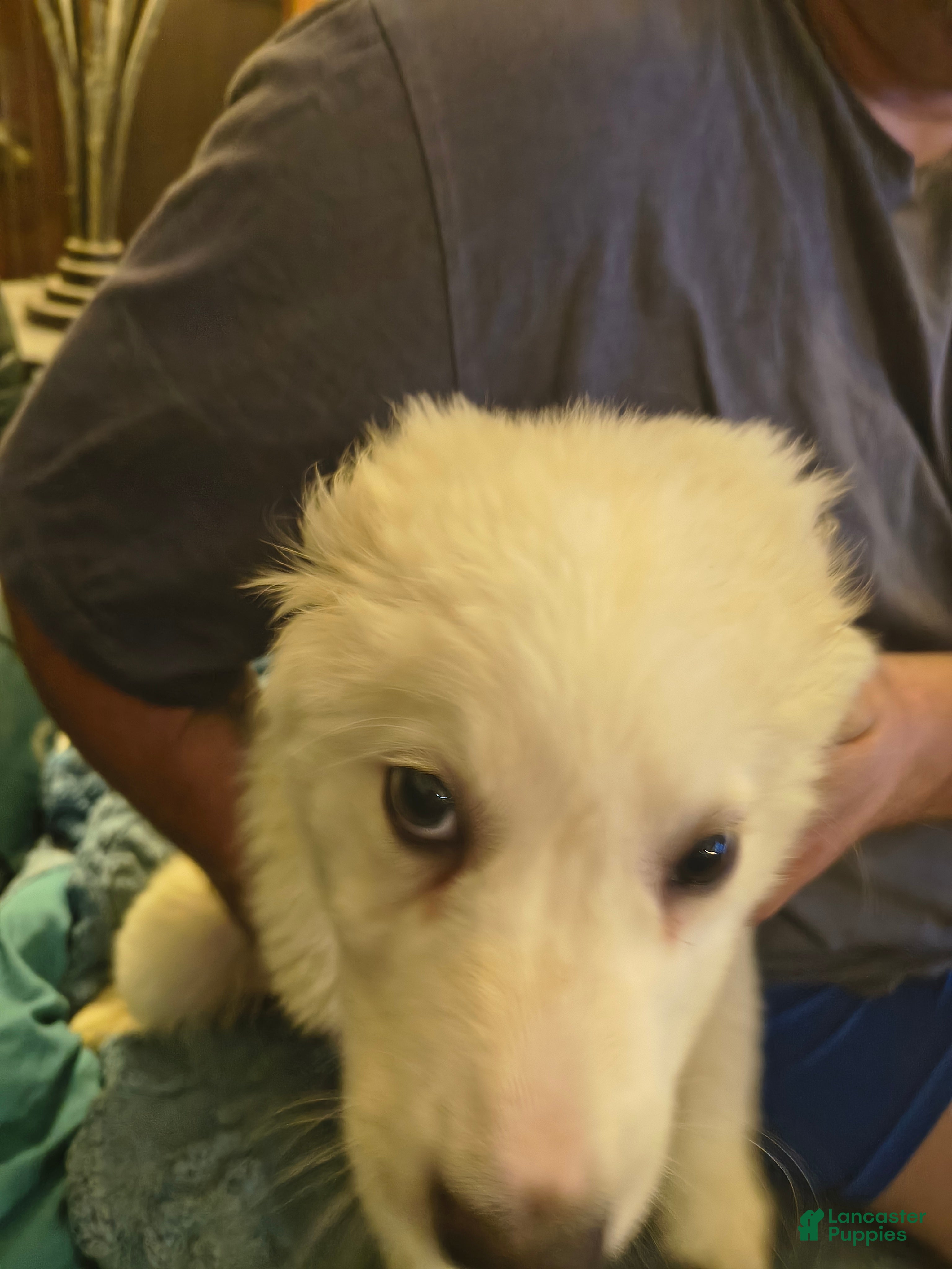 Great Pyrenees dogs Great Pyrenees 3 - Ad 1