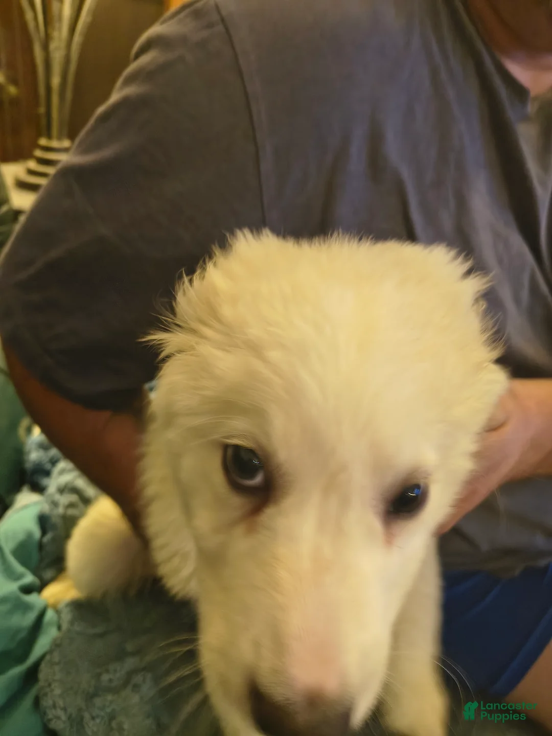 Great Pyrenees dogs for sale: Great Pyrenees 3 - Ad 1